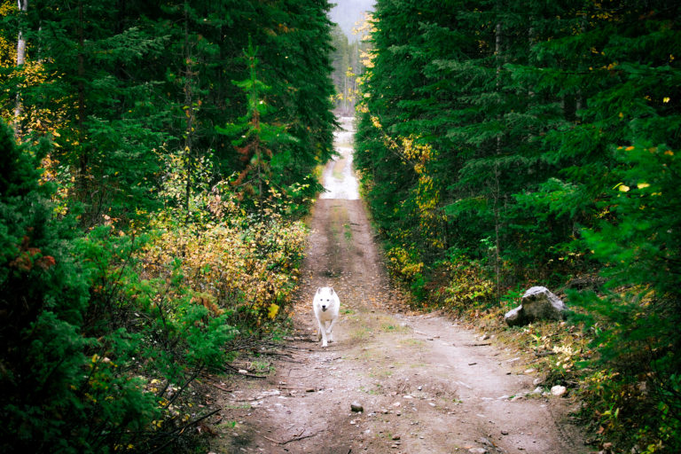 White wolf from Northern Lights Wolf Centre on a backcountry path.