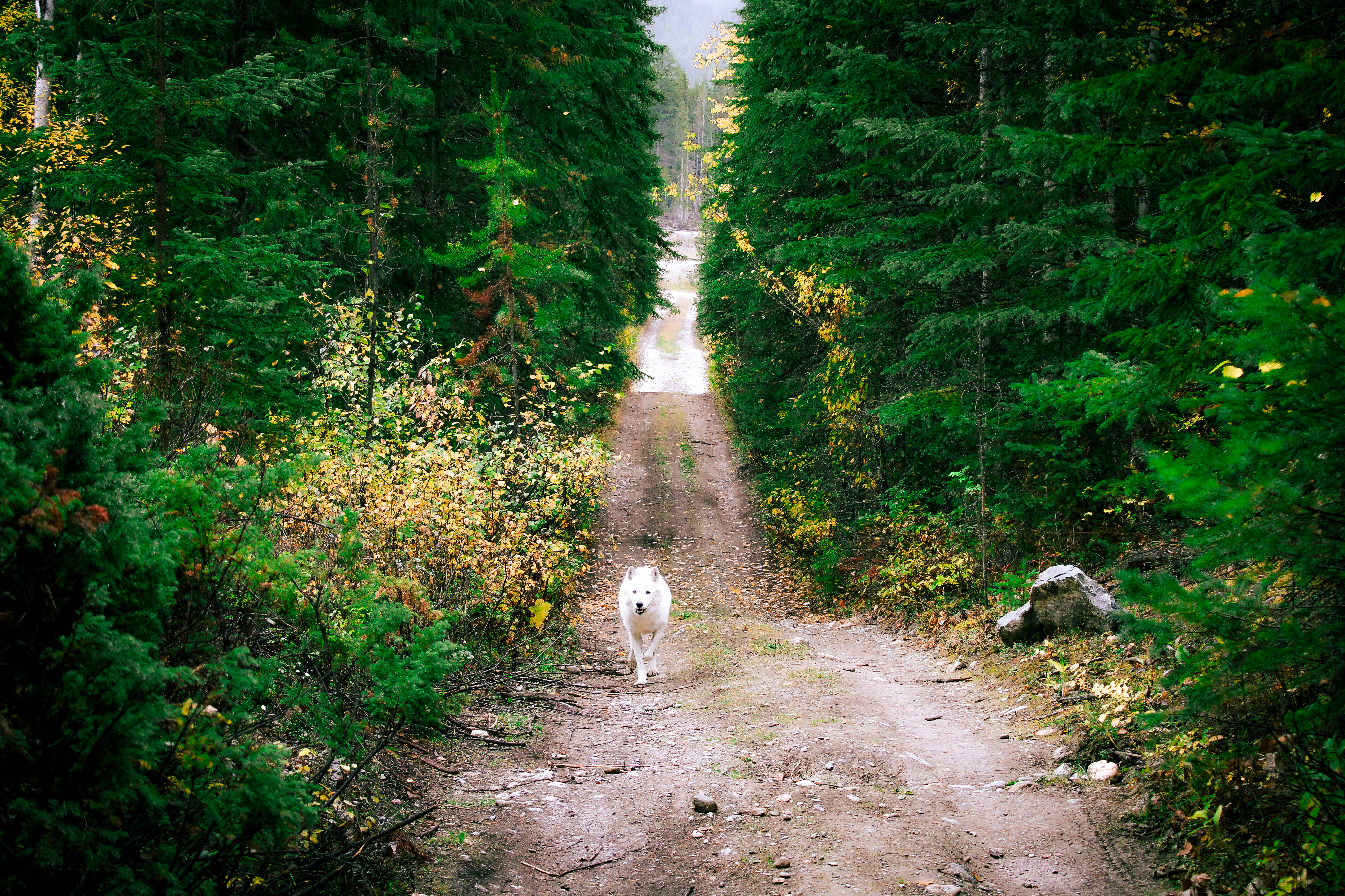 White wolf from Northern Lights Wolf Centre on a backcountry path.